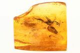 Four Fossil Flies (Dolichopodidae) and Plant Splint in Baltic Amber #273205-1